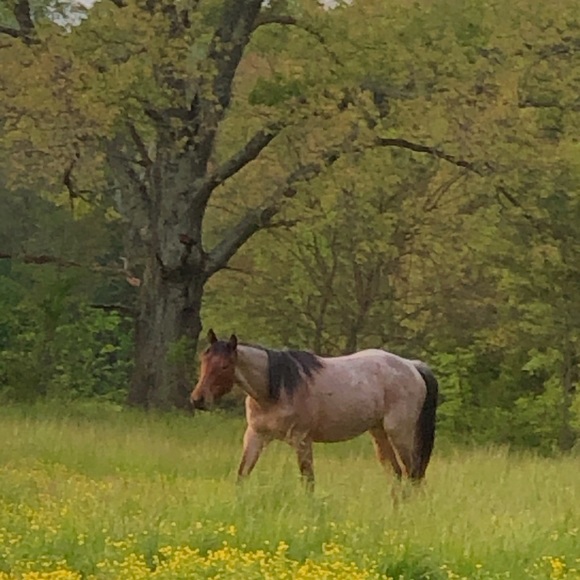 Meet your Posher, Martha (well two of my hobby) - Picture 4 of 8